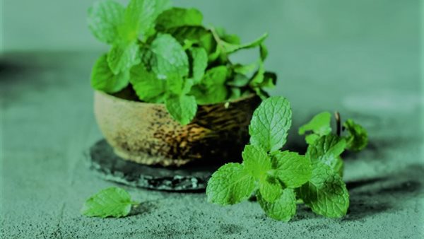 لن تتخيل..لهذه الأسباب يجب ألا يخلو منزلك من النعناع