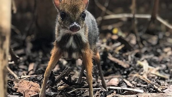 لم يتم تسميته بعد..ولادة حيوان غريب يجمع بين صفات الفأر والغزال | شاهد