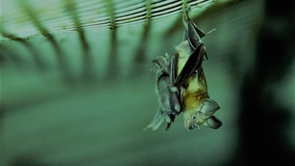 صدمة.. اكتشاف تحور جديد لفيروس كورونا والخفافيش السبب