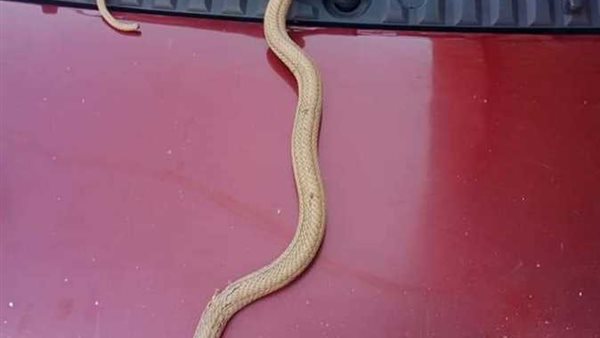 تصرف شجاع من الركاب.. أفعى تثير الرعب داخل ميكروباص في الوادي الجديد | شاهد 