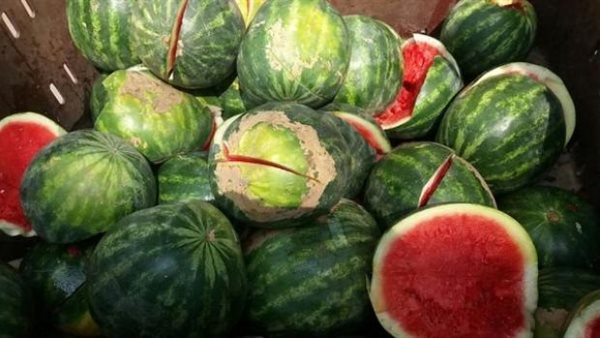 5 علامات تساعدك في كشفه.. كيفية معرفة البطيخ الفاسد