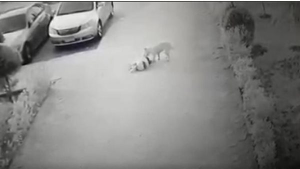 فيديو مرعب.. كلب ضال يهاجم طفلة أمام منزلها | شاهد