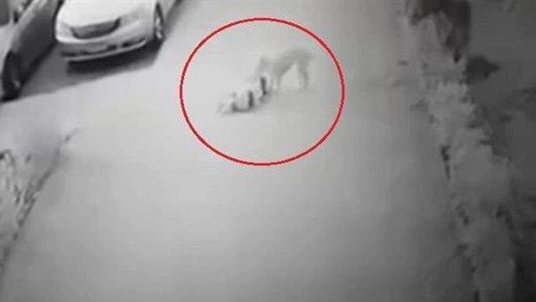 افترسها زي حتة لحمة.. تفاصيل صادمة جديدة في واقعة هجوم كلب على طفلة الشروق 