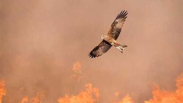 دراسة أسترالية تفجر مفاجأة..لماذا حذر النبي من هذا الطائر وأمر بقتله ولو في صحن الكعبة ؟