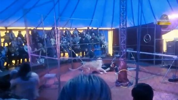 لقطات مروعة..أسود تهاجم مدربها والجمهور يفر من السيرك | شاهد 
