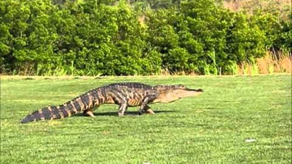 مشاهد مرعبة.. تمساح ضخم يطارد المارة داخل موقف سيارات