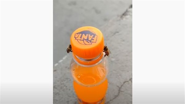 لن تتخيل.. نحلتان تفتحان غطاء عبوة مشروبات غازية| شاهد 