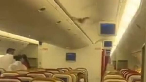 أجبرها على العودة.. خفاش يثير الرعب داخل طائرة | شاهد