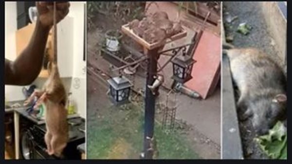 أثارت ذعر السكان.. بريطانيا تشهد تفشي الفئران الضخمة داخل المنازل بسبب الإغلاق