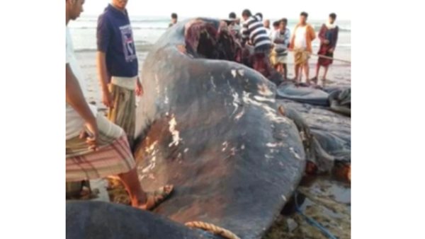 ضربة حظ.. صيادون يعثرون على كنز بملايين الدولارات داخل بطن حوت