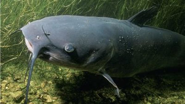 ما حكم أكل سمك القراميط من الترع؟ دار الإفتاء تجيب