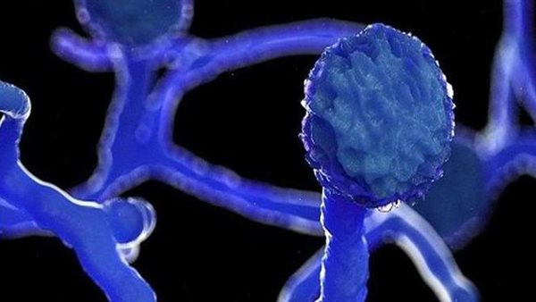 تطور خطير.. الفطر الأسود يضرب دولة عربية بقوة 