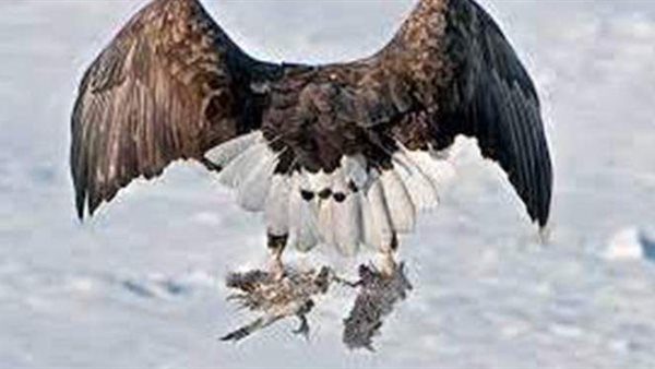 بالصدفة.. إنقاذ نسور نادرة من الغرق بنهر الدانوب