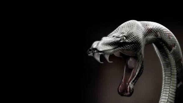 أفعى سوداء سامة..عائلة في ذعر بعد اكتشاف صادم داخل الدولاب