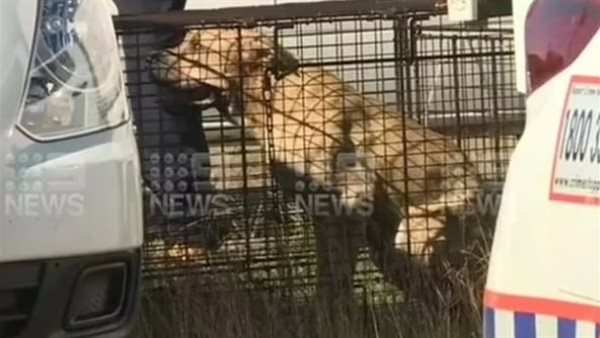 هجوم وحشي.. نهاية مأساوية لسيدة أربعينية بسبب 3 كلاب صيد