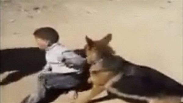 حادث مأساوي.. كلاب تنهش جسد طفل حتى الموت في السعودية