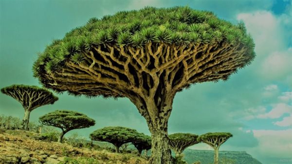 شجرة التنين الخارقة.. لها قدرات علاجية ولا تتوقف عن نزف الدماء | شاهد