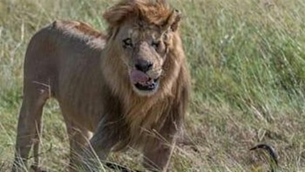 أحزن الملايين.. نفوق 