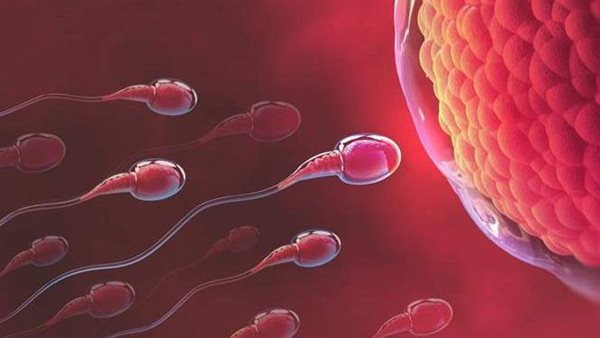 بالدليل.. هذا تأثير لقاح كورونا على أعداد وجودة الحيوانات المنوية لدى الرجال