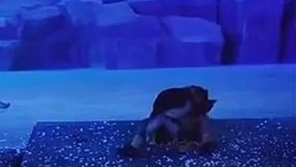 مشهد مرعب.. ذئاب مفترسة تقتحم مسرحا وتهاجم الممثلين بشراسة