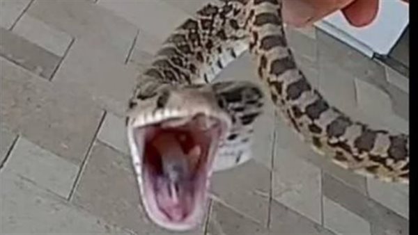 فحيح الأفاعي.. مقطع مرعب لأفعى تصرخ في وجه امرأة | شاهد