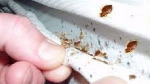 تخلص منه فورا..أمراض خطيرة يسببها بق الفراش 