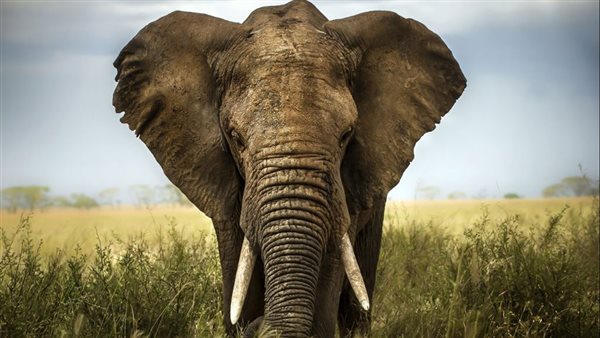 فيل داخل المطبخ.. أسرة تستيقظ على صوت ضجيج لتكتشف مفاجأة| شاهد