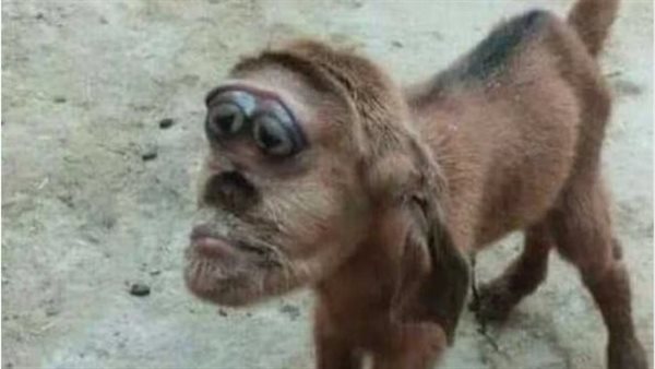 بوجه قرد.. ماعز يثير الفزع والرعب في تلك المحافظة | شاهد