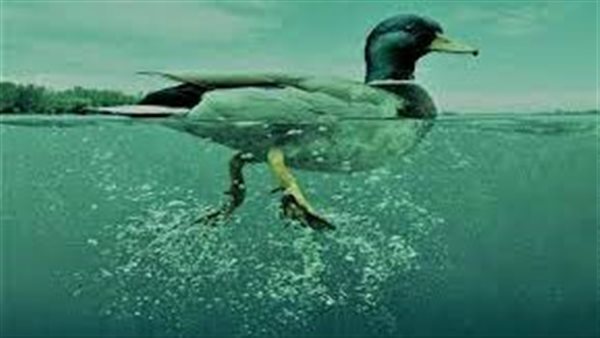 متلازمة البط تصيب87% من الأفراد…هل أنت مصاب بها؟!