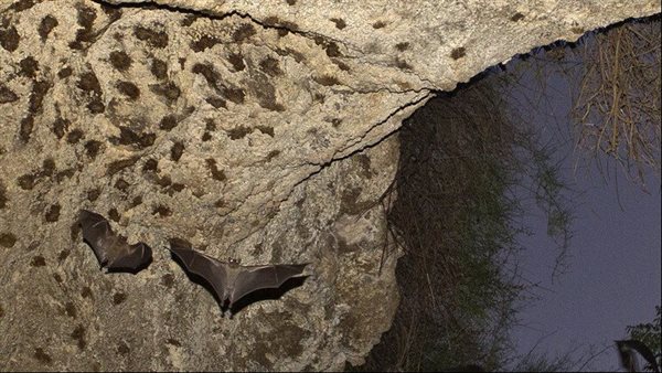 أخطر الفيروسات في العالم.. اكتشاف تفشي فيروس بين نوع جديد من الخفافيش