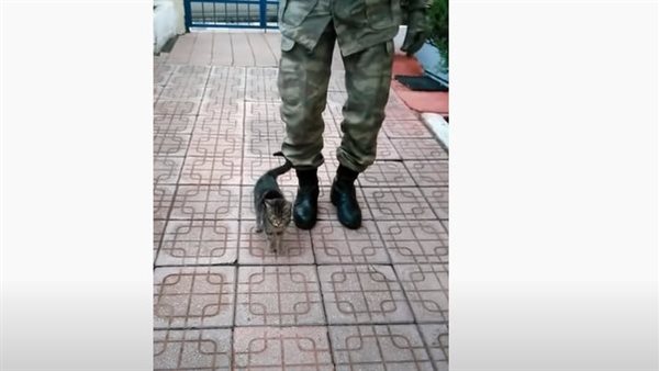 حاولت تقليد حركات أحد الجنود.. قطة صغيرة تبهر العالم | شاهد 