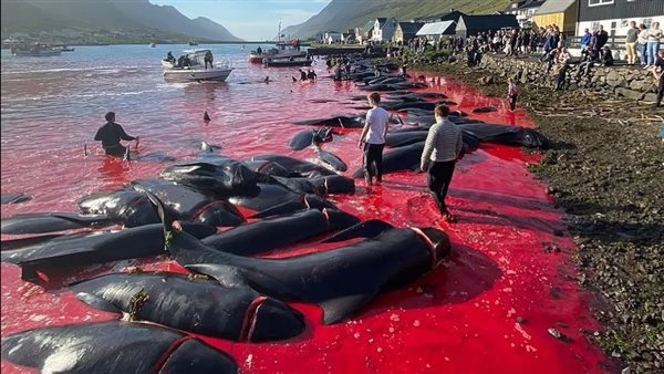 مشهد كارثي ولقطات صادمة.. مذبحة حيتان تحول لون البحر إلى الأحمر| شاهد