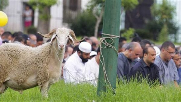 عايزين يلغوا عيد الأضحى في تونس.. ورد ناري من رئيس الفتوى السابق 