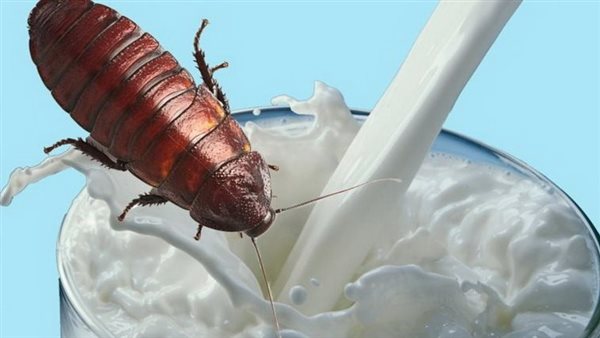 مش هتصدق.. حليب الصراصير مليء بالعناصر الغذائية