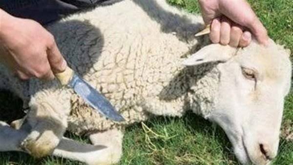  الإفتاء تحسم الجدل.. هل يجوز عمل العقيقة دون طبخ ؟