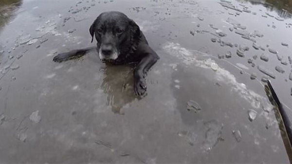 سقط في النهر وحملة التيار بعيدا.. روسي يخاطر بحياته لإنقاذ كلب