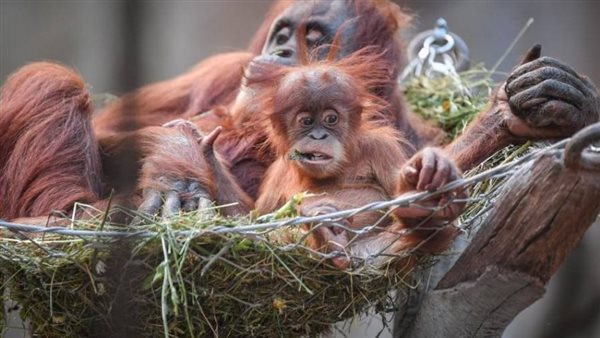 الأول من نوعه.. حديقة حيوان تحتفل بولادة أول إنسان غاب| شاهد 