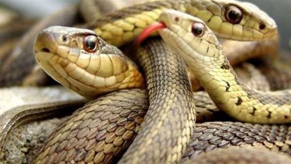  لحظات رعب حقيقية.. سيدة تكتشف 18 ثعبانا تحت سريرها لأفعى وأطفالها 