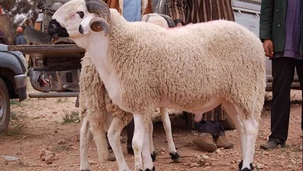 الإفتاء تجيب..هل يجوز التصدق بالأضحية كاملة دون أكل المضحي منها؟