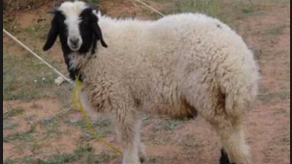 فيها سم قاتل.. احذر تناول هذه القطعة من الخروف