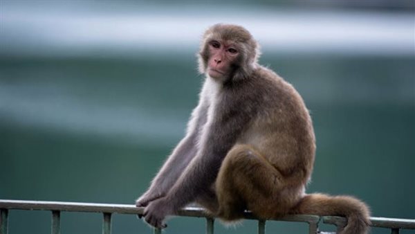 اوعى تتعامل مع قرد.. تحذيرات من فيروس جديد يهدد حياة الناس بعد وفاة صيني به