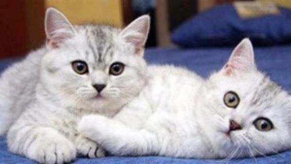 لن تتوقع السبب.. لماذا تختفي القطط يوم عيد الأضحى؟