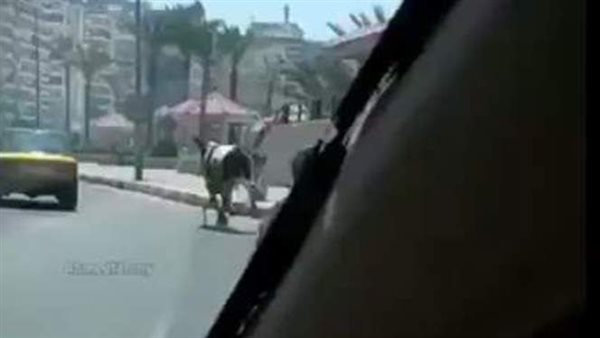 مشاهد لا تصدق.. لحظة هروب عجول من الذبح في عيد الأضحى | فيديو 