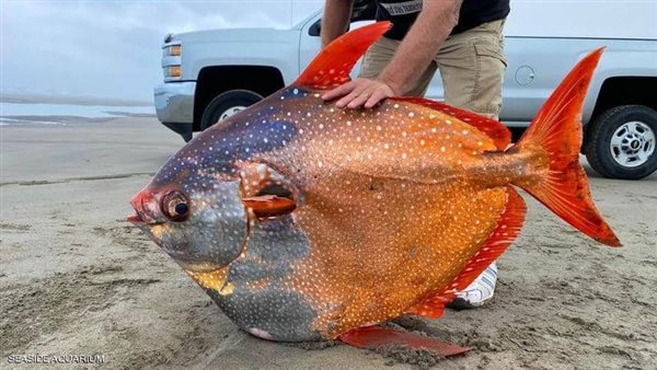 حدث نادر ومظهر خلاب.. سمكة القمر من أعماق المحيط إلى الشاطئ | شاهد 