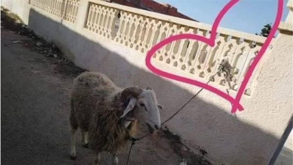 يحاول إنقاذه.. صور قط وخروف تشعل مواقع التواصل الاجتماعي| شاهد 