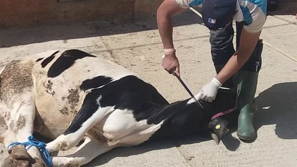 الإفتاء تجيب.. متي ينتهي وقت ذبح الأضحية؟!..وما أفضل يوم لذبحها؟