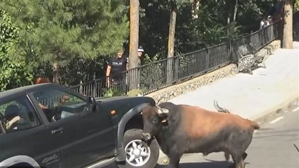 تسبب في حادث..ثور هارب يهاجم المارة بالشوارع | شاهد 