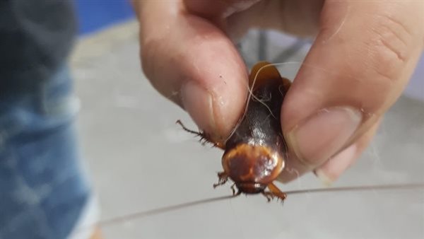 على طريقة مسرحية «المتزوجون».. رجل يلجأ إلى مستشفى لعلاج صرصور داس عليه شخص