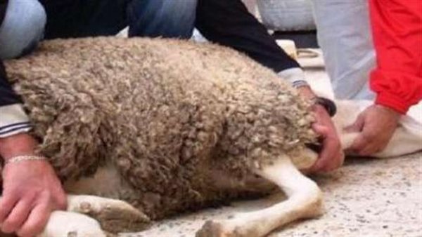 ما حكم ذبح الأضحية في الحمام؟ الإفتاء تجيب 