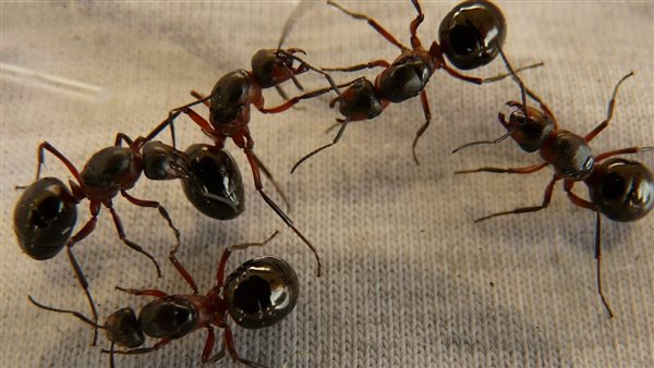  6 دلالات لظهور النمل وعلاقتها بالحسد.. وجوده بالمطبخ يعني إصابتك في مالك